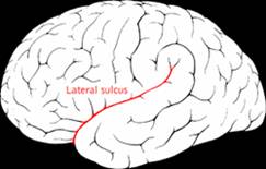 lateral sulcus.png
