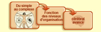 Du simple au complexe