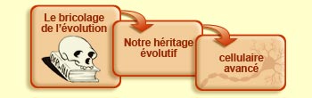 Le bricolage de l'évolution