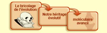 Le bricolage de l'évolution