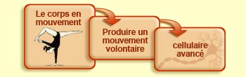 Le corps en mouvement