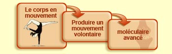 Le corps en mouvement