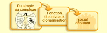 Du simple au complexe