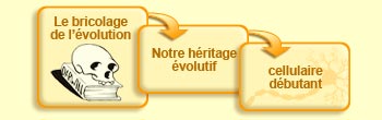 Le bricolage de l'évolution