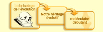 Le bricolage de l'évolution