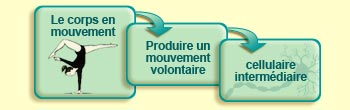 Le corps en mouvement