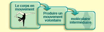 Le corps en mouvement