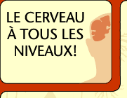 Le cerveau - niveau avanc