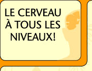 Le cerveau - niveau dbutant