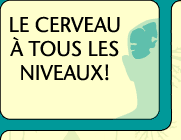 Le cerveau - niveau intermdiaire